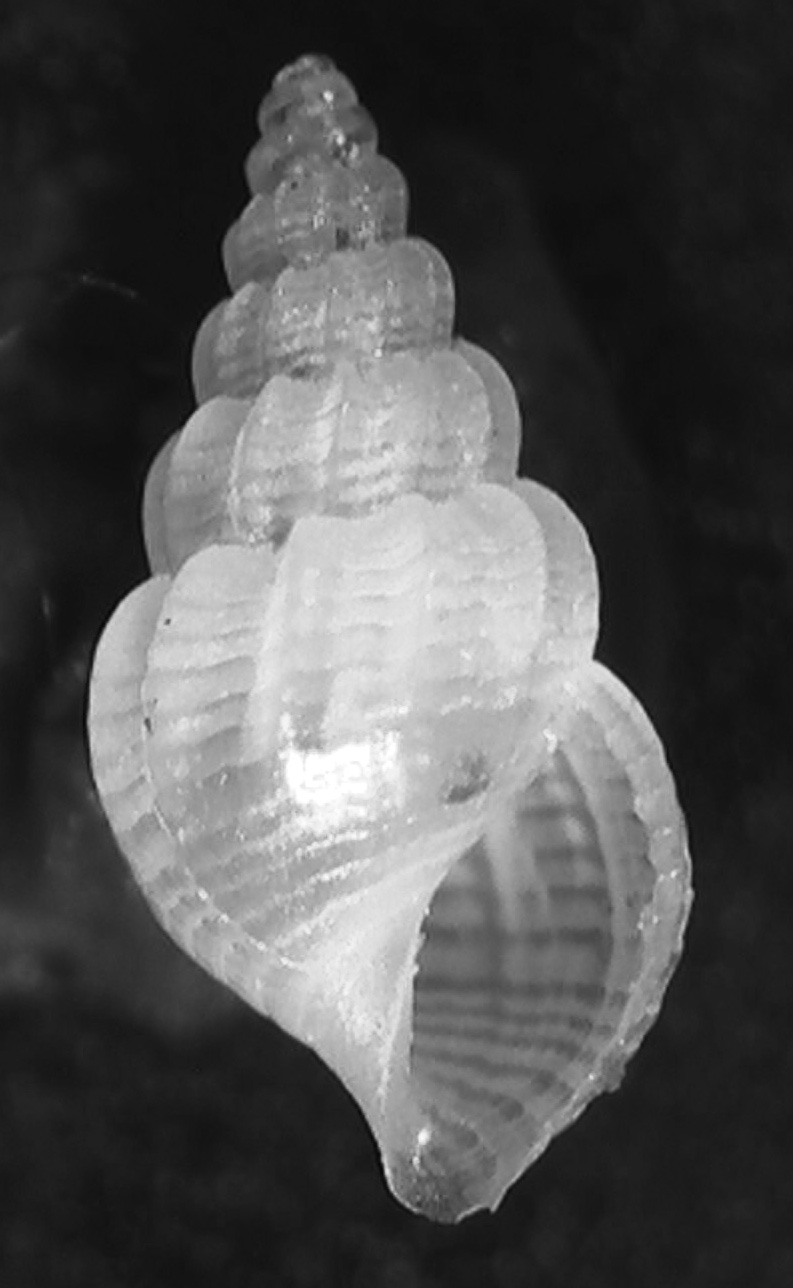 Alvania (Alvania) litoralis (Nordsieck F., 1972)